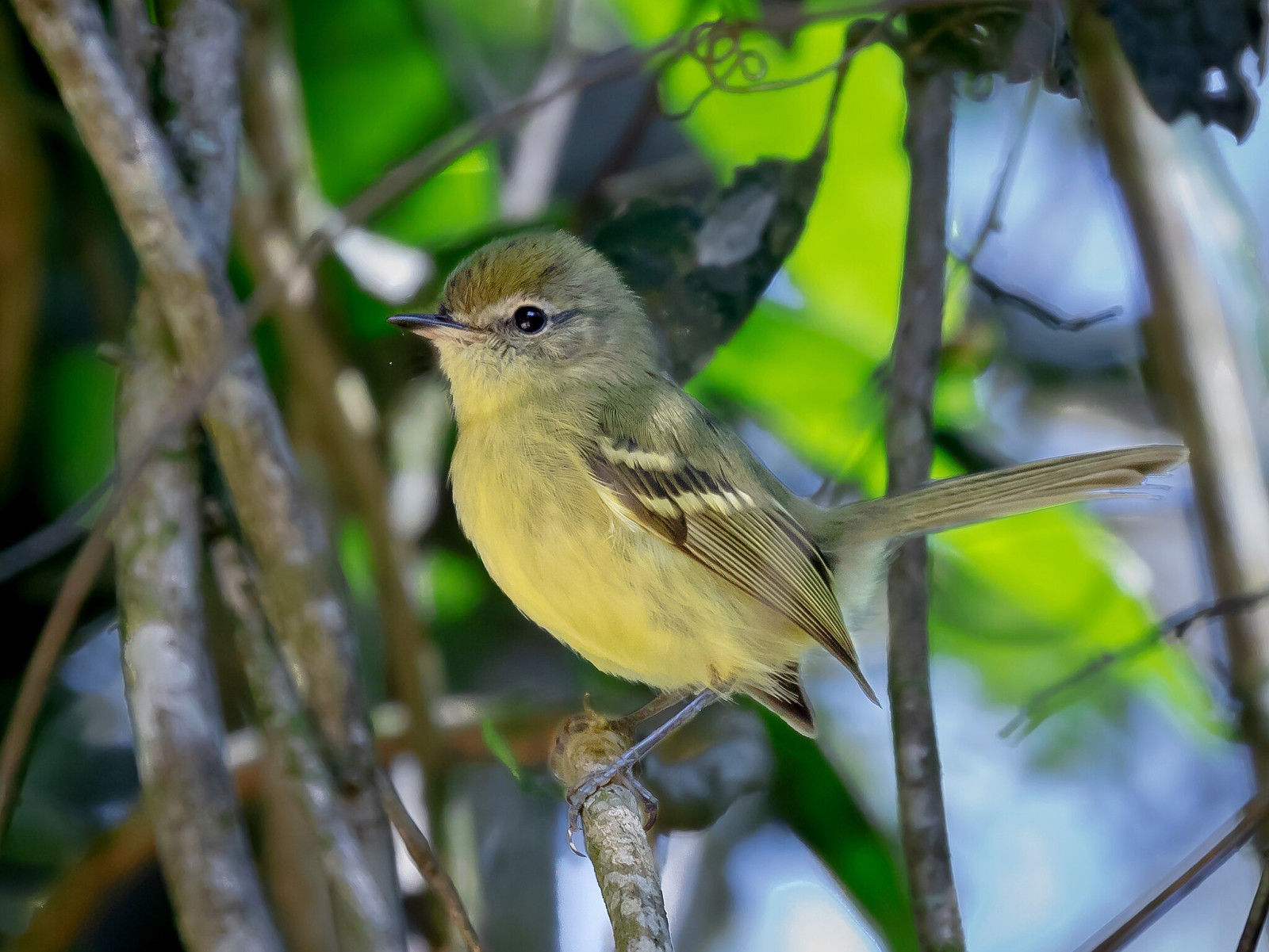 image Mottle-cheeked Tyrannulet